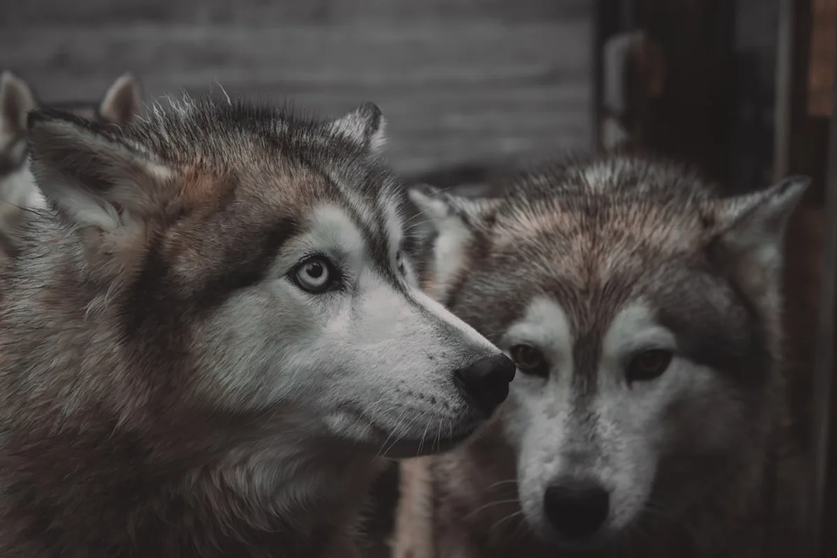 Two husky dogs looking forward