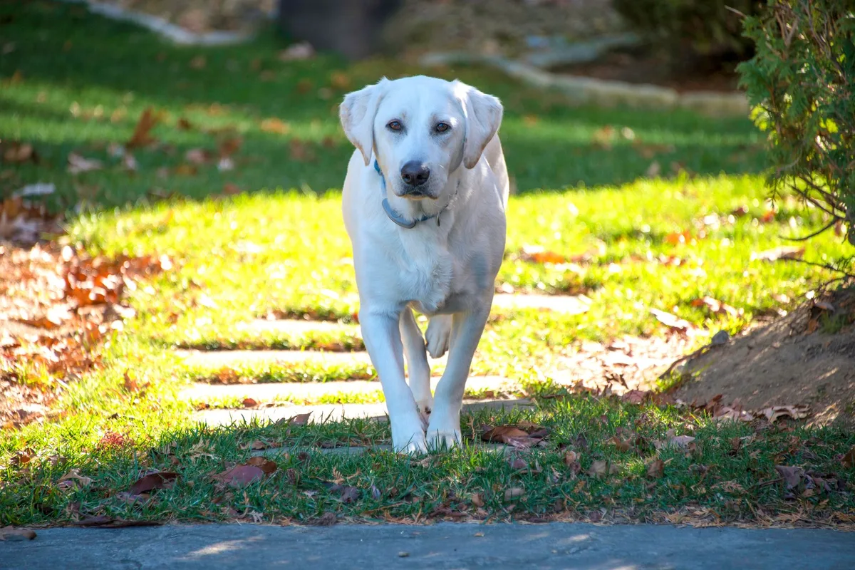 A white Labrador retriever walking on a sunny autumn day on a garden path.