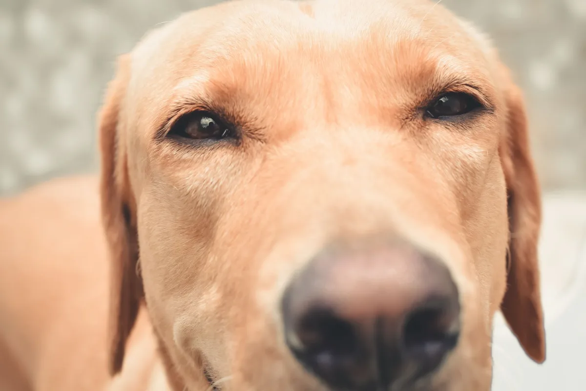A close-up shot of a Labrador Retriever's face with a focus on its eyes and nose.