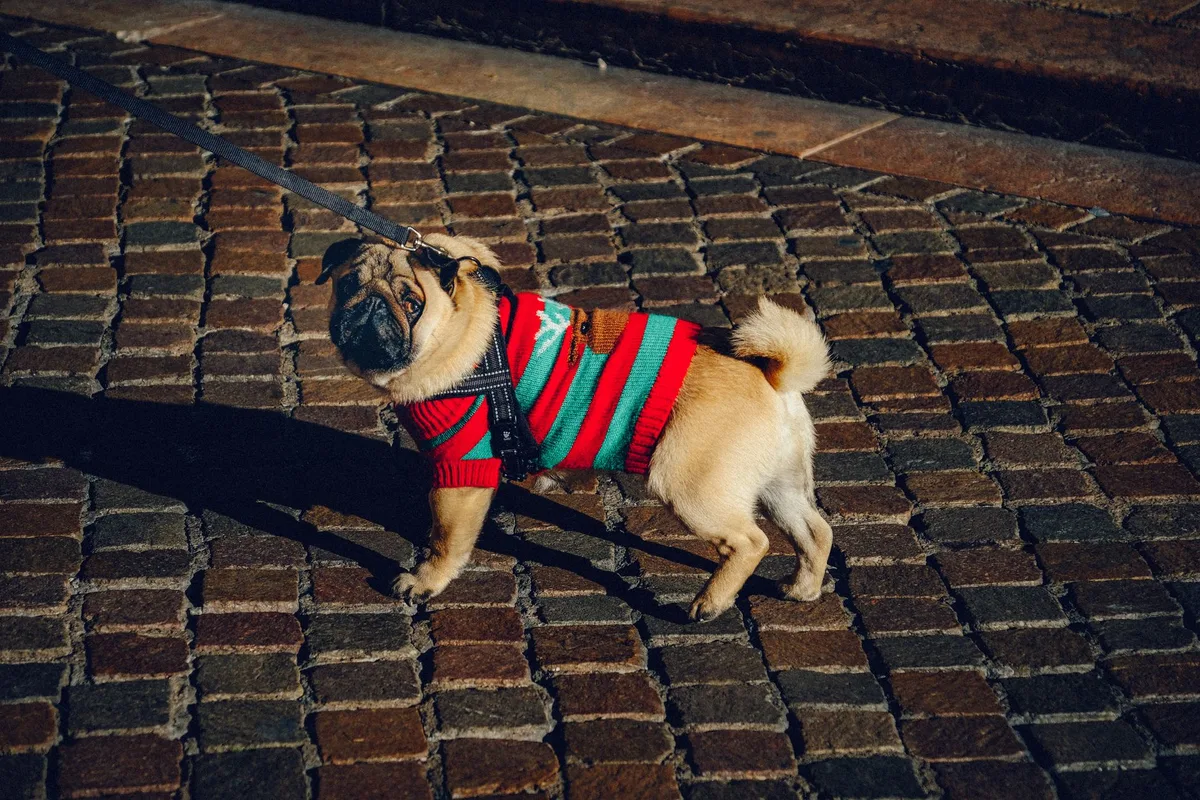 Adorable pug in a colorful sweater walking on cobblestone street during daylight.