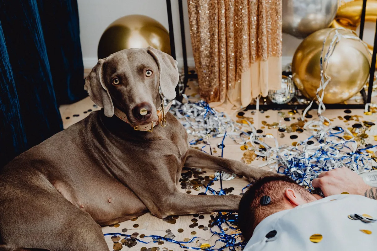 Weimaraner dog amidst a playful, festive indoor scene with balloons and confetti.