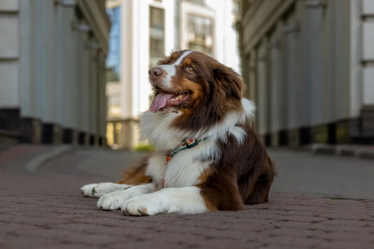 A brown and white dog lies on a brick path.