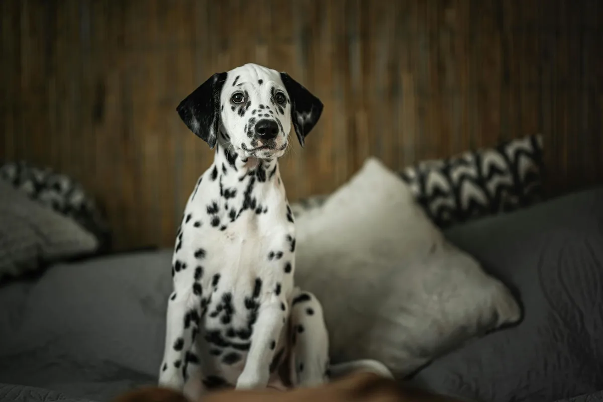 Charming Dalmatian puppy sitting indoors on a cozy couch with soft pillows.