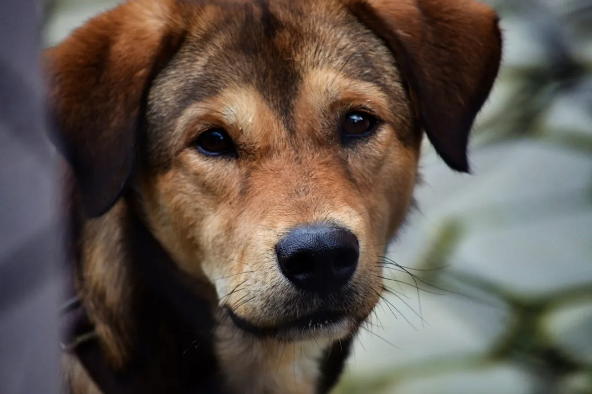 brown and black short coated dog