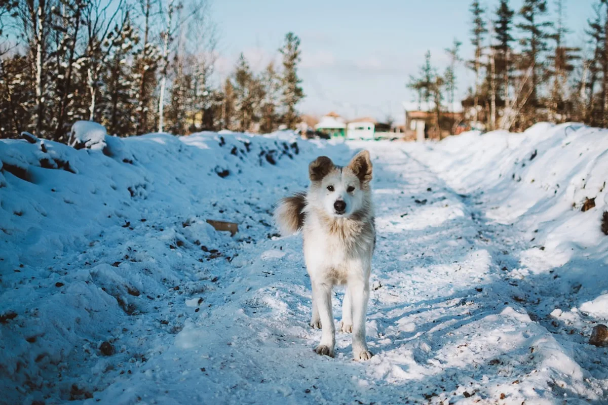 white and brown dog on snow covered ground during daytime