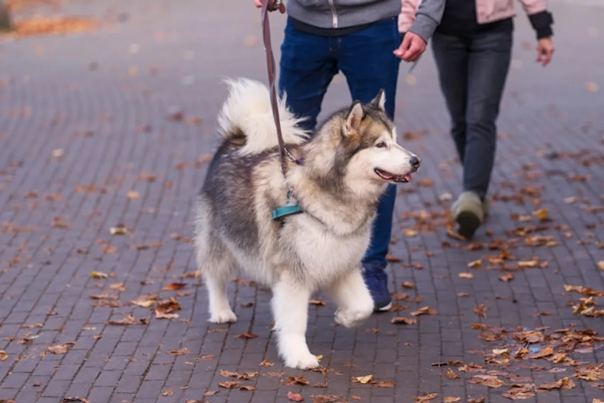 A man and woman walking a husky dog on a leash