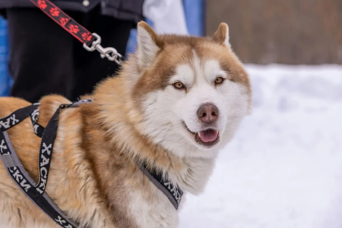 Close-up of a Siberian Husky wearing a harness, enjoying a snowy outdoors scene.