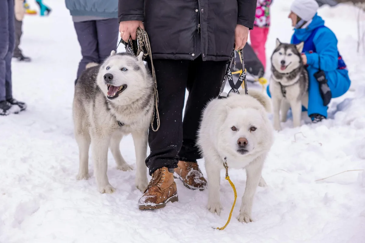 Close-up of Siberian Huskies on a snowy winter day with people outdoors.