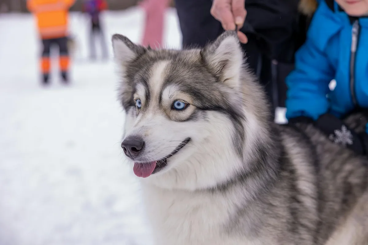 A Siberian Husky enjoying a snowy day with people nearby.
