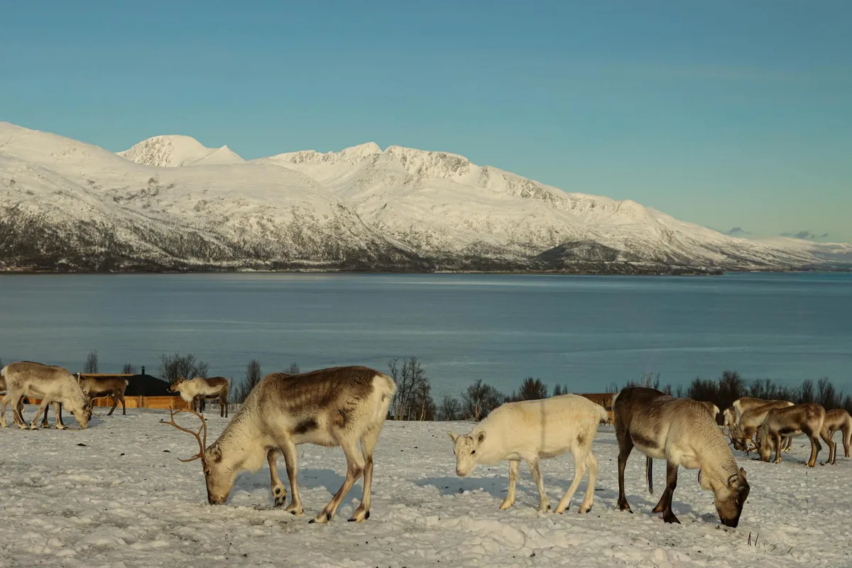 Reindeer graze peacefully against snowy mountains and clear skies in Tromsø, Norway.