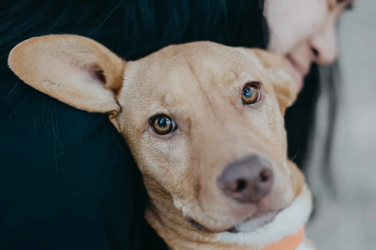 grayscale photo of brown dog