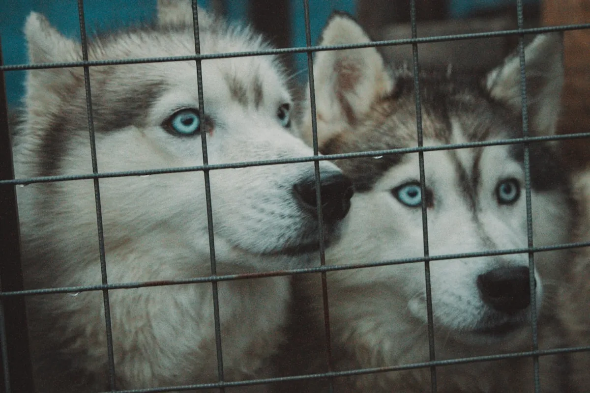 Two husky dogs with striking blue eyes behind a fence.