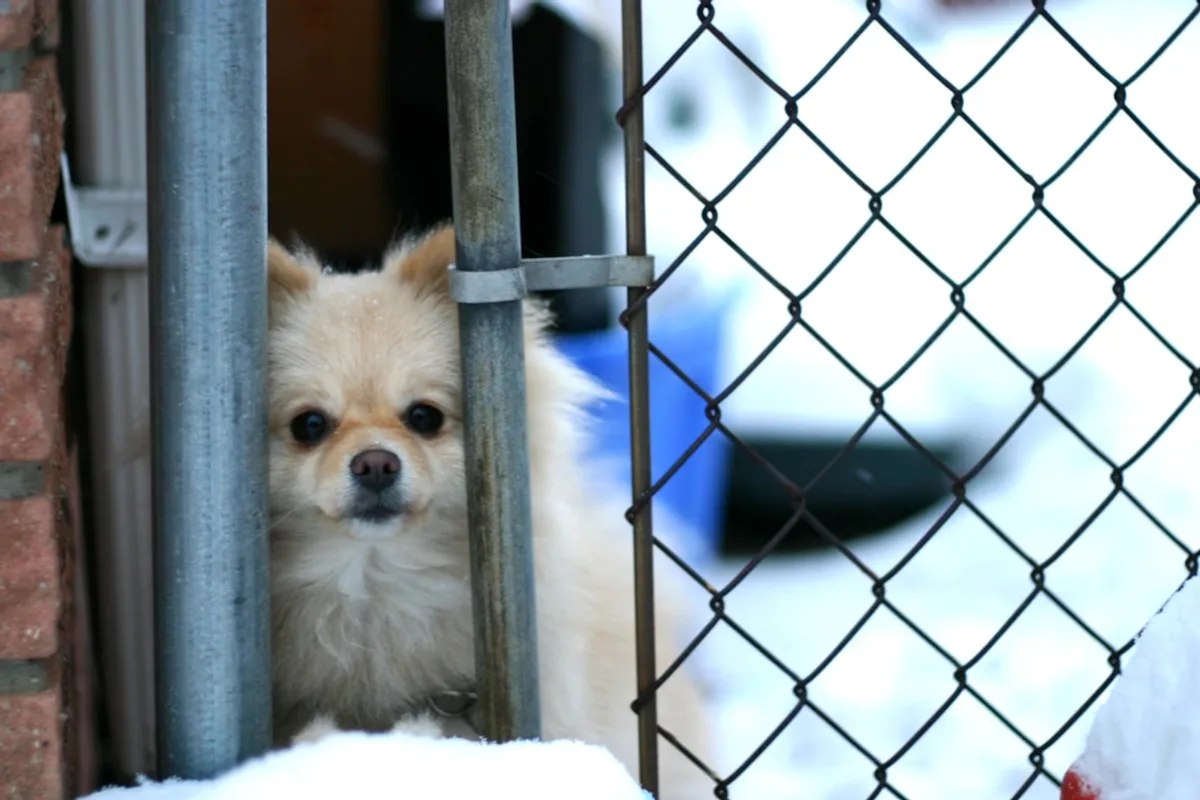 white pomeranian puppy on snow covered ground