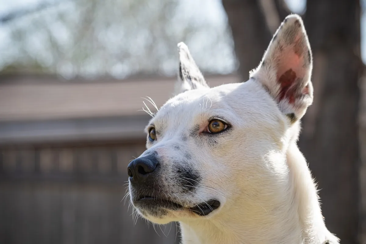 white short coated dog with black collar