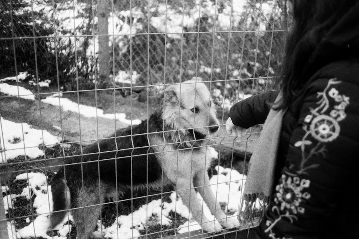 a woman petting a dog through a fence