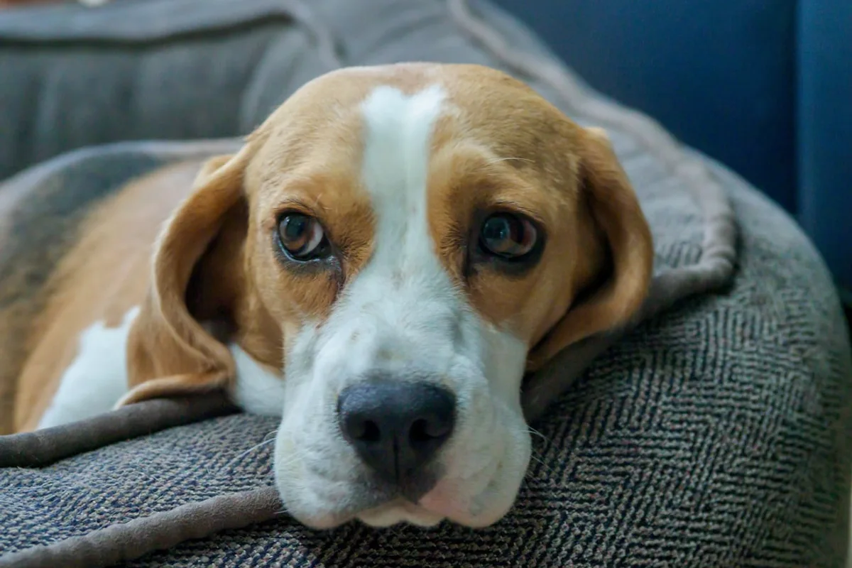brown white and black beagle