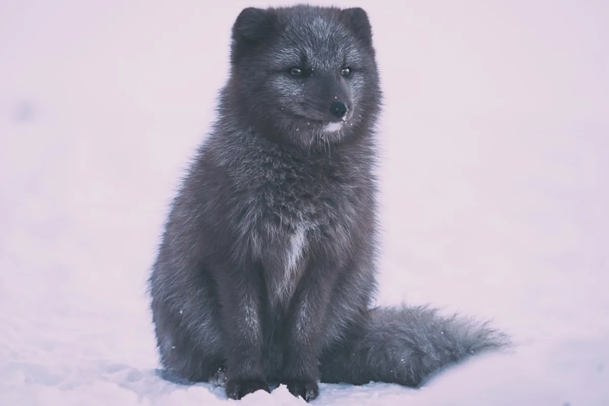 black 4-legged animal on white surface