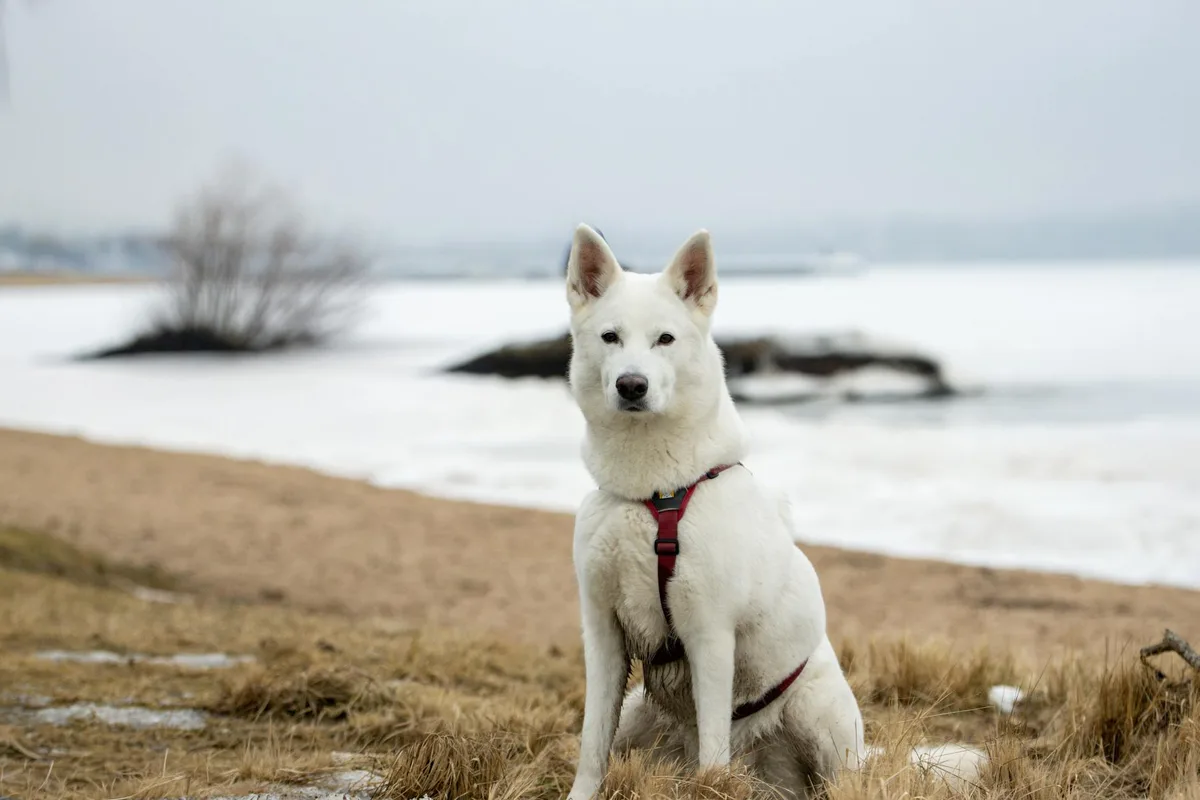 A white dog sits on a snowy beach in Jönköping, Sweden, during winter.