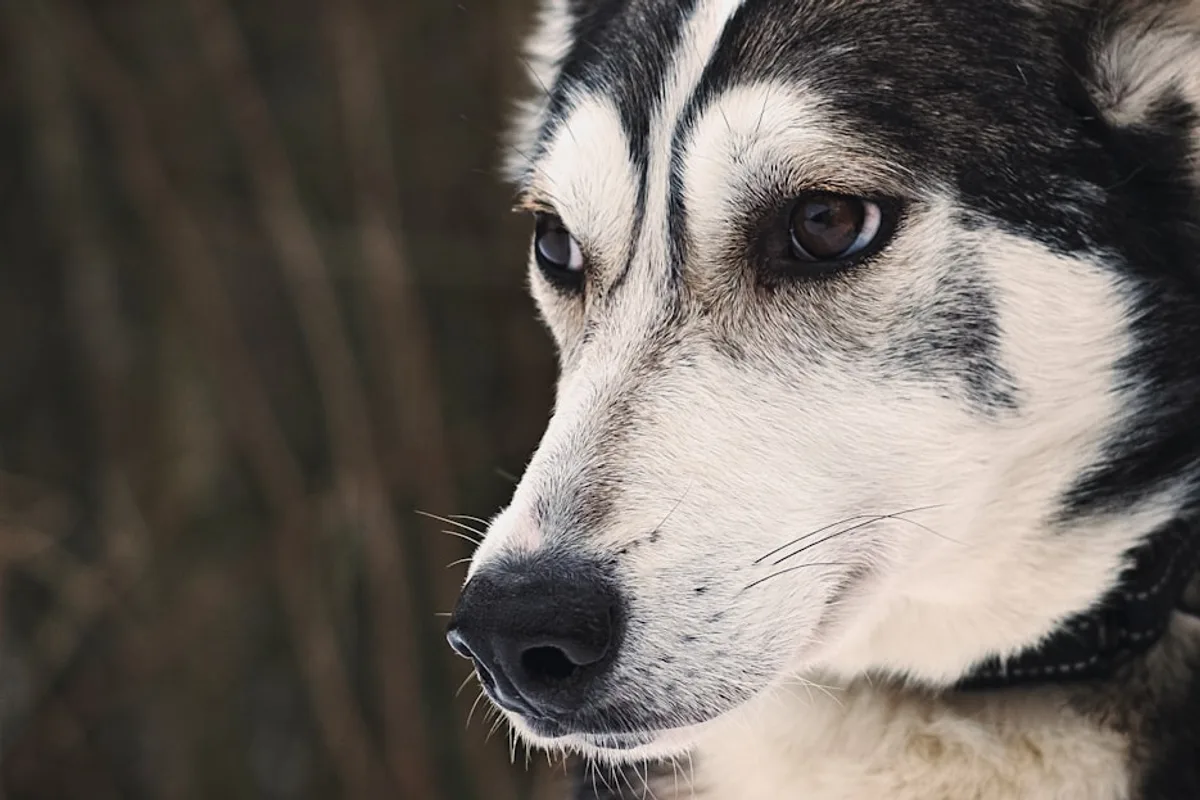black and white siberian husky