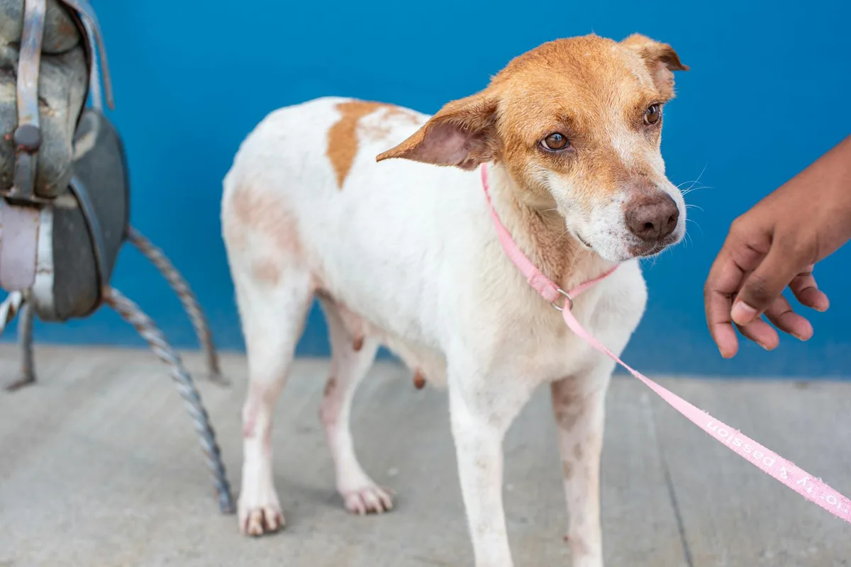 A heartwarming portrait of a rescue dog on a leash, emphasizing adoption. Shot outdoors in Trinidad and Tobago.
