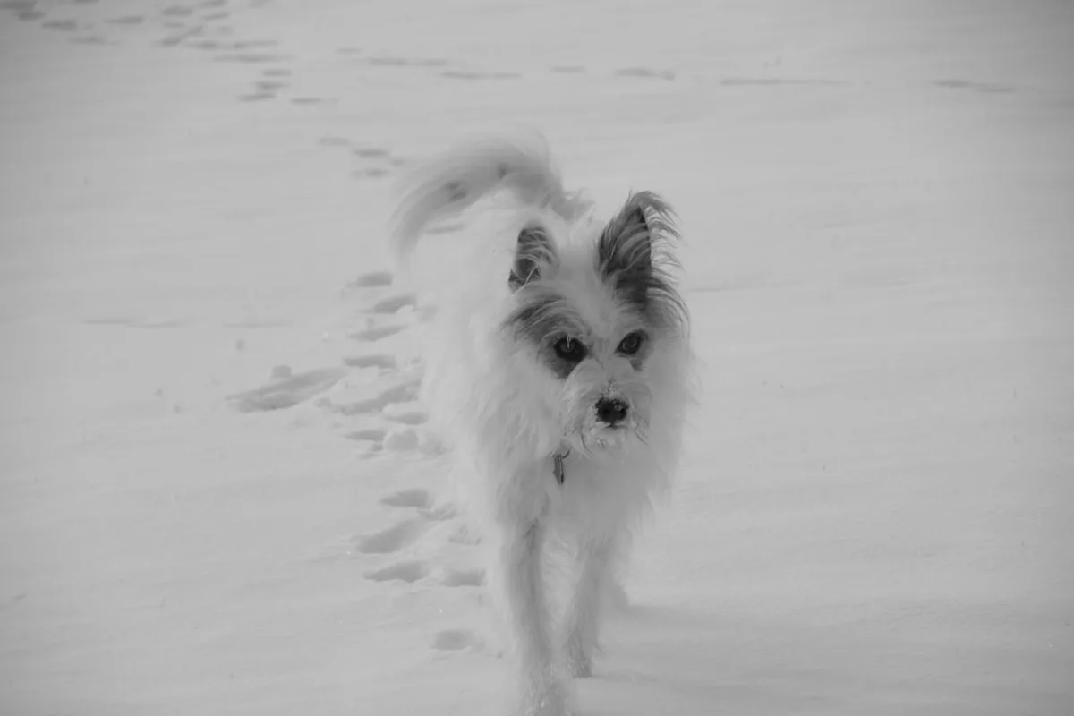 A small white dog walking through the snow