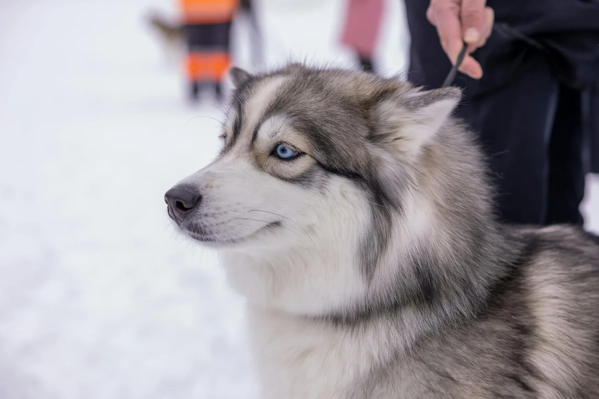 A beautiful Siberian Husky with striking blue eyes in a winter setting.