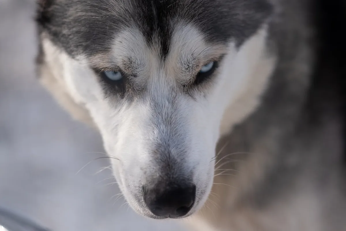 Close-up of a husky dog with striking blue eyes.