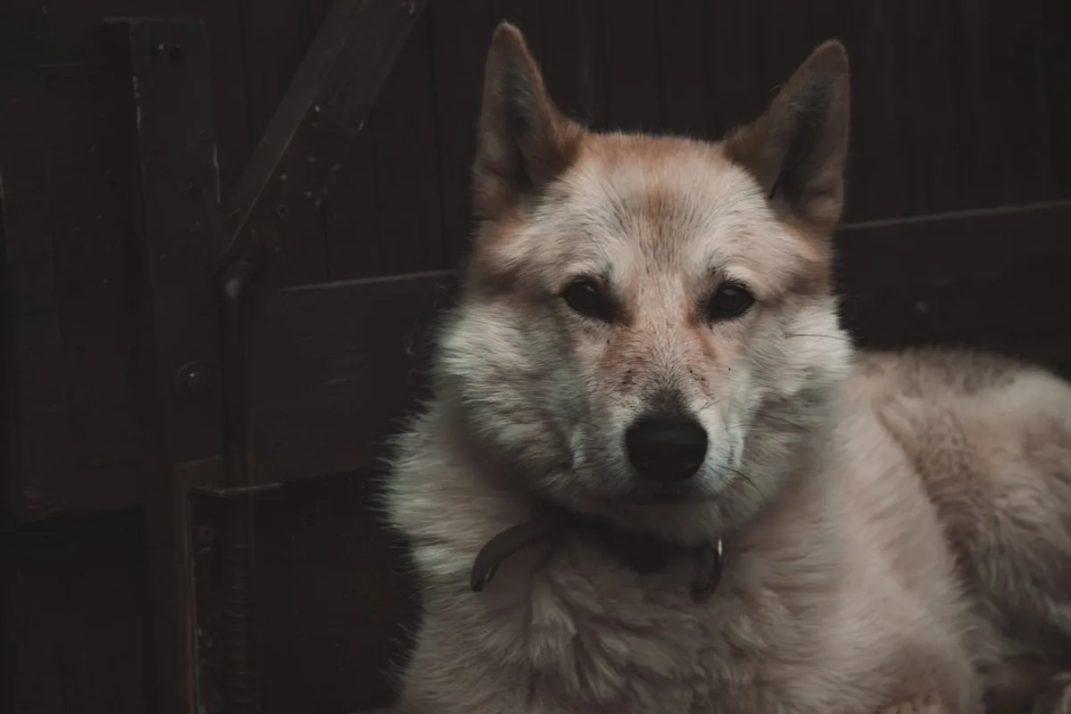 A light-colored dog with alert ears sits calmly.