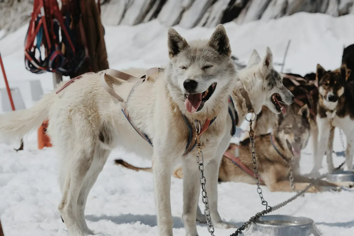 Close-up of joyful huskies in snow, showcasing sled dogs ready for adventure.