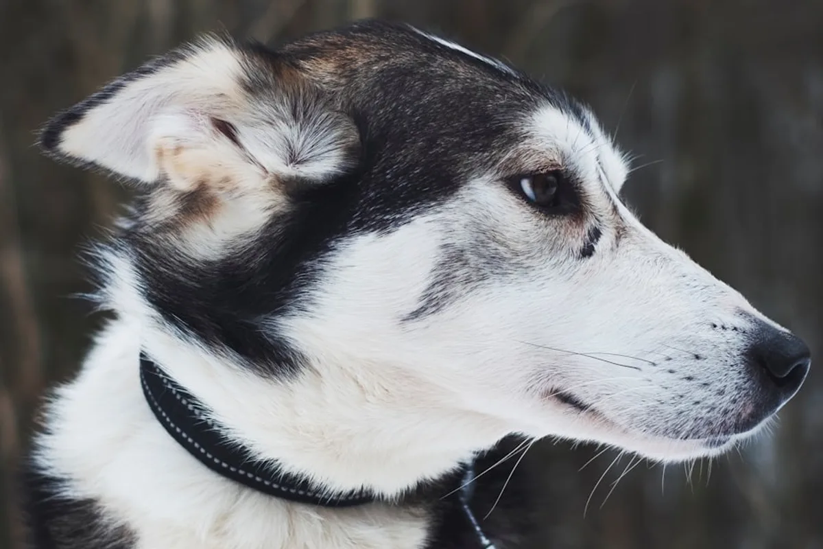 black and white siberian husky